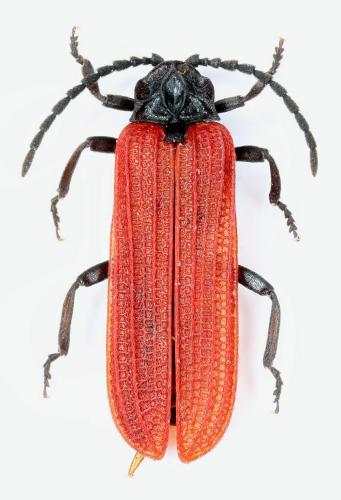 Réf. 215 385 : Benibotarus alternatus